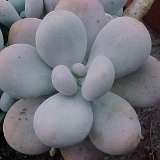 Pachyphytum oviferum.jpg